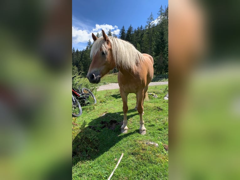 Haflinger Ruin 11 Jaar 156 cm  in Kaprun