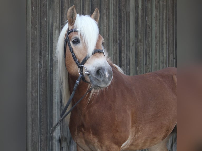 Haflinger Ruin 11 Jaar  in Schwäbisch Hall