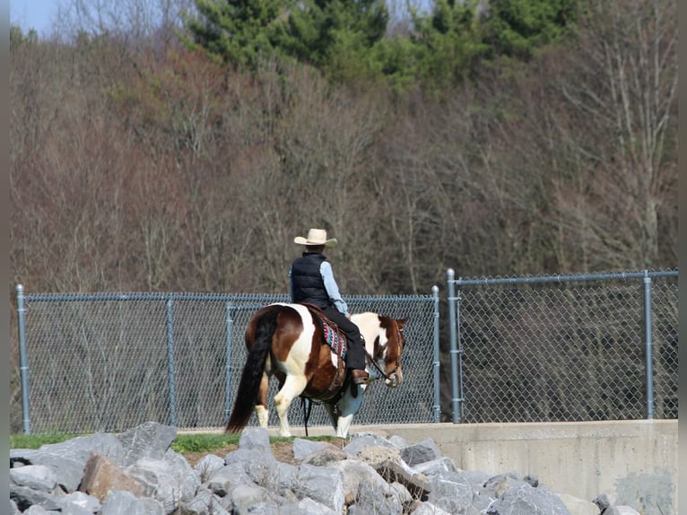 Haflinger Ruin 12 Jaar 147 cm Gevlekt-paard in Rebersburg