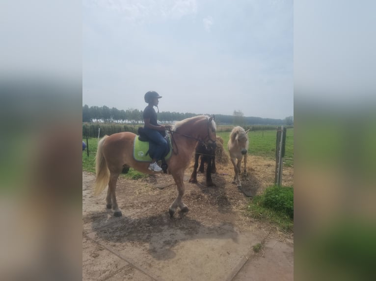 Haflinger Ruin 12 Jaar 149 cm Bruin in Rotterdam