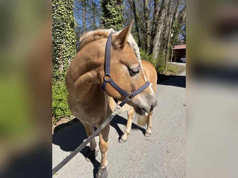 Haflinger Ruin 12 Jaar 150 cm Vos in Gütersloh