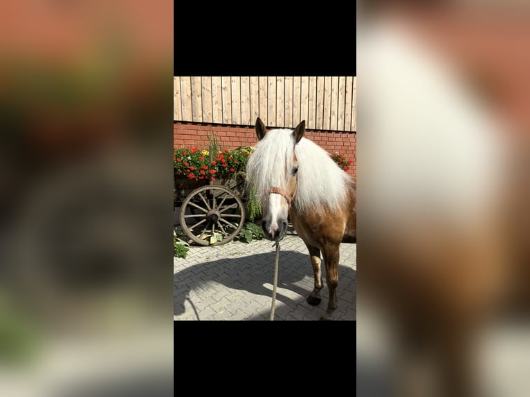 Haflinger Ruin 12 Jaar 150 cm Vos in Gütersloh