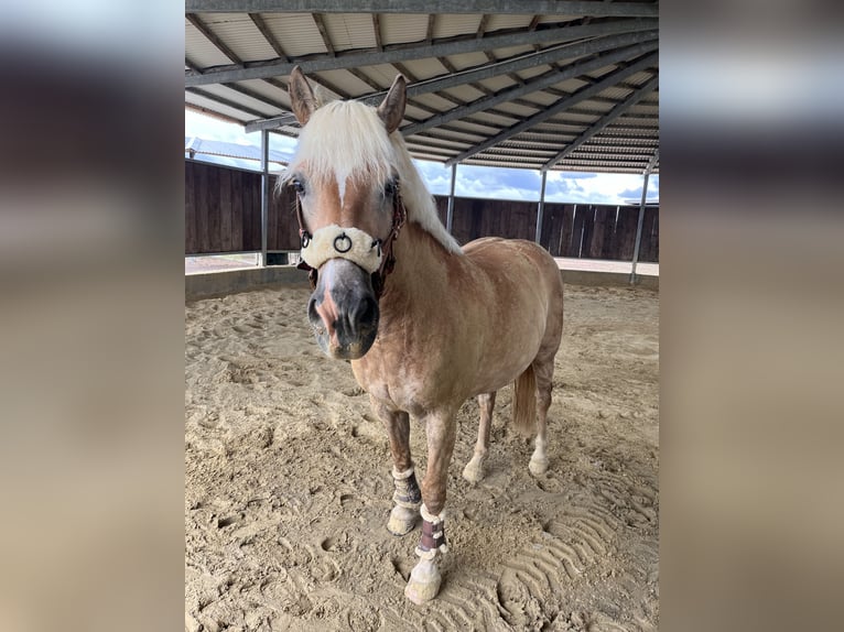 Haflinger Ruin 12 Jaar 150 cm Vos in Wingst