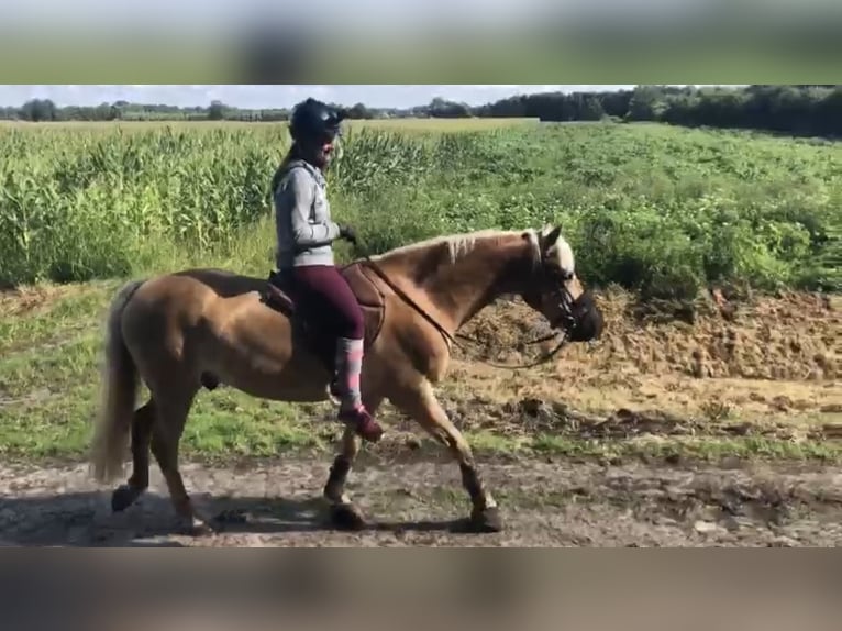 Haflinger Ruin 12 Jaar 150 cm Vos in Wingst