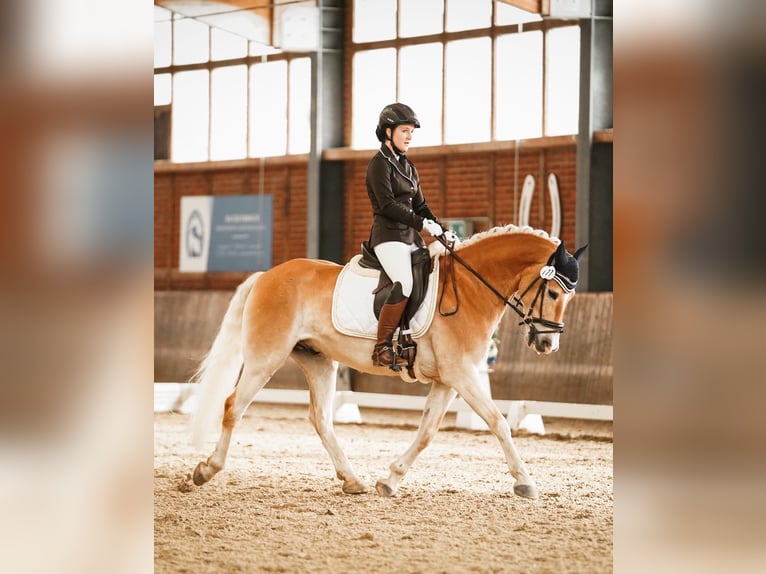 Haflinger Ruin 12 Jaar 150 cm Vos in Wingst