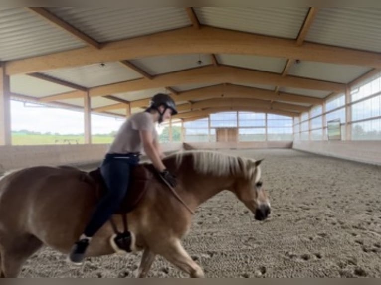 Haflinger Ruin 12 Jaar 150 cm Vos in Wingst