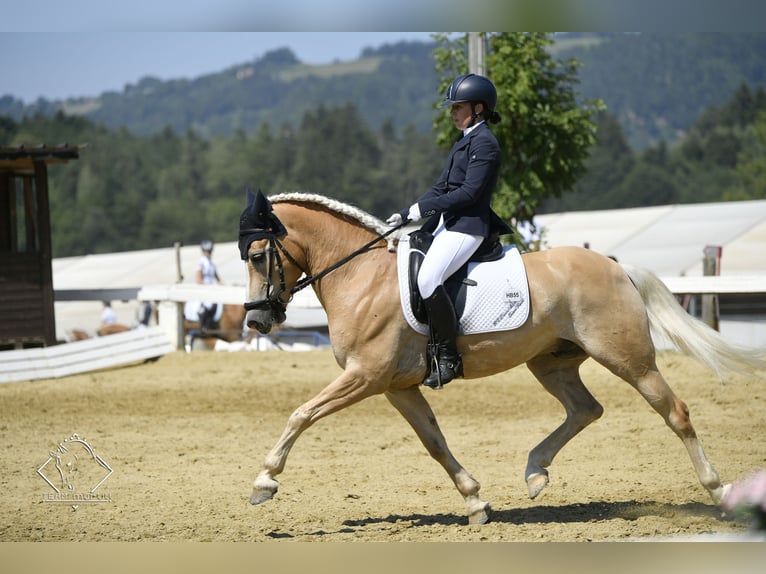 Haflinger Ruin 12 Jaar 152 cm Vos in St. Peter ob Judenburg