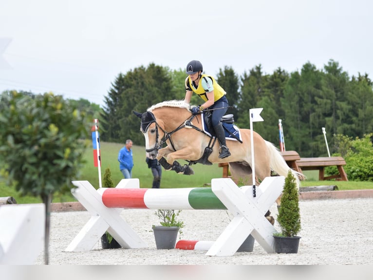 Haflinger Ruin 12 Jaar 152 cm Vos in St. Peter ob Judenburg