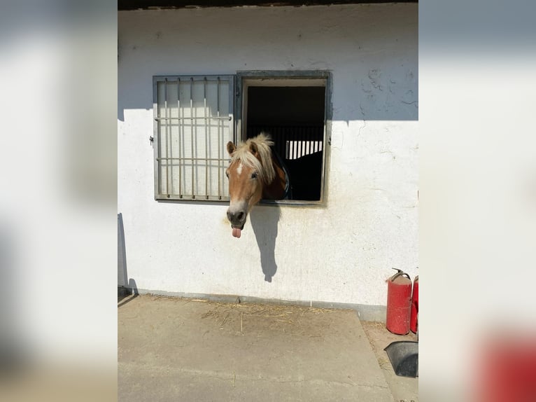 Haflinger Ruin 12 Jaar 155 cm Roodvos in Rassach