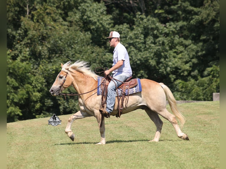Haflinger Ruin 12 Jaar Donkere-vos in Mount Vernon