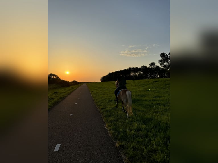 Haflinger Ruin 13 Jaar 133 cm Lichtbruin in Stellendam