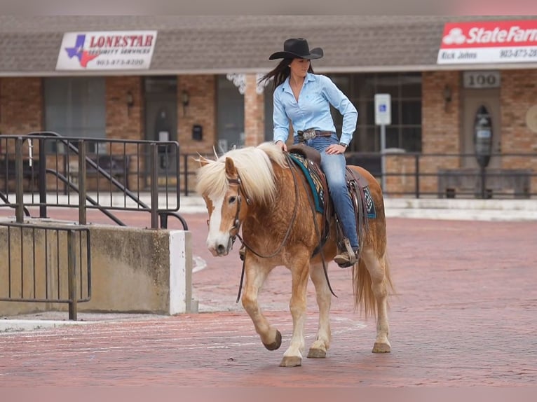Haflinger Ruin 13 Jaar 147 cm Donkere-vos in Terrell