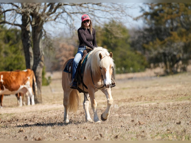 Haflinger Ruin 13 Jaar 147 cm Donkere-vos in Terrell