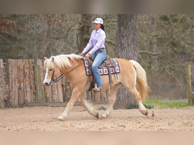 Haflinger Ruin 13 Jaar 147 cm Donkere-vos in Terrell