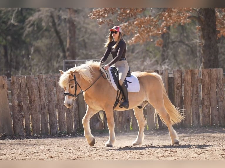 Haflinger Ruin 13 Jaar 147 cm Donkere-vos in Terrell