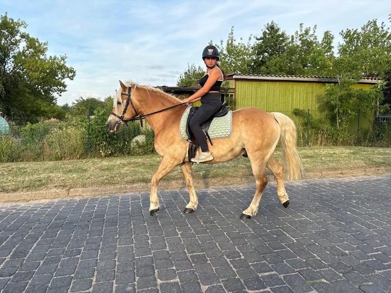 Haflinger Ruin 13 Jaar 148 cm  in Freyburg