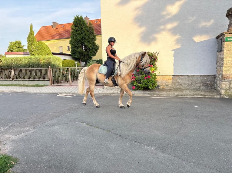 Haflinger Ruin 13 Jaar 148 cm  in Freyburg