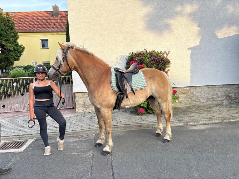 Haflinger Ruin 13 Jaar 148 cm  in Freyburg
