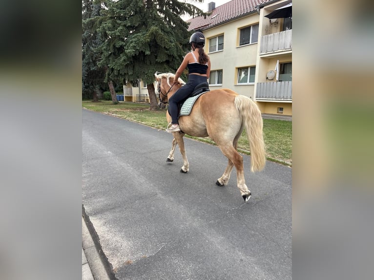 Haflinger Ruin 13 Jaar 148 cm  in Freyburg