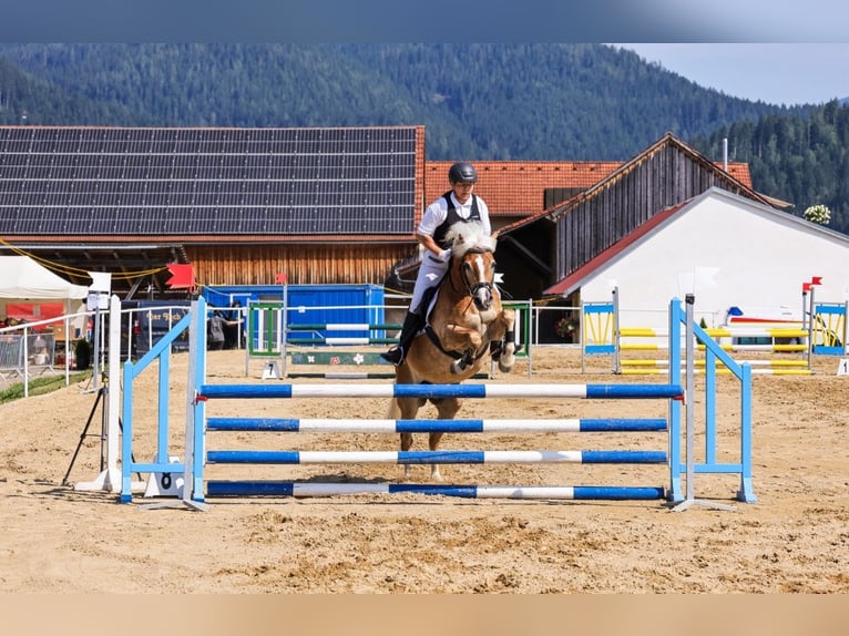 Haflinger Ruin 13 Jaar 148 cm Roodvos in Bullendorf