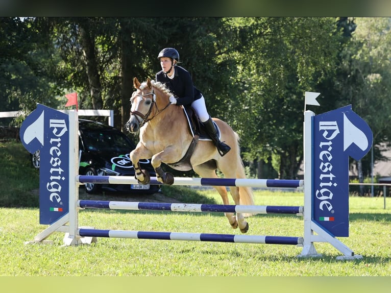 Haflinger Ruin 13 Jaar 148 cm Vos in Görwihl