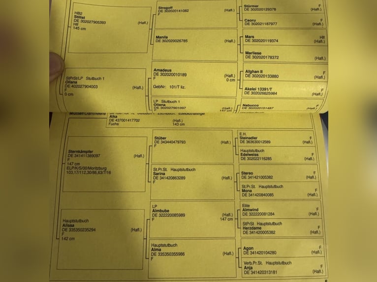 Haflinger Ruin 13 Jaar 150 cm Palomino in Obernholz Haflinger Ruin 13 Jaar 150 cm Palomino in Obernholz