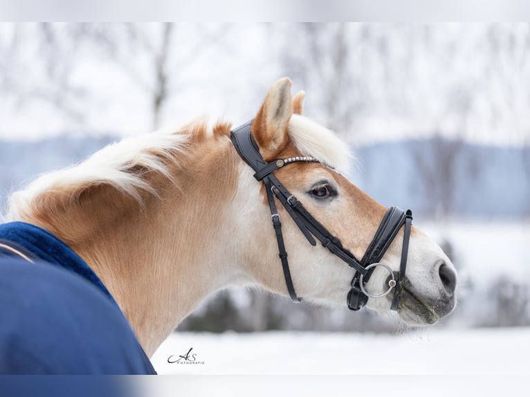 Haflinger Ruin 13 Jaar 150 cm Vos in RiedersdorfPabneukirchen