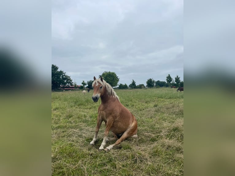 Haflinger Ruin 13 Jaar 155 cm Vos in Schildow