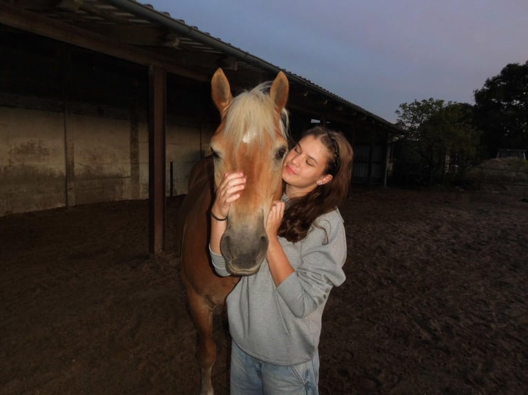 Haflinger Ruin 13 Jaar 155 cm Vos in Schildow