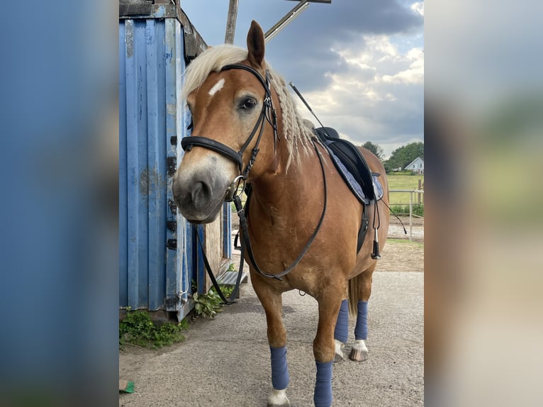 Haflinger Ruin 13 Jaar 155 cm Vos in Schildow