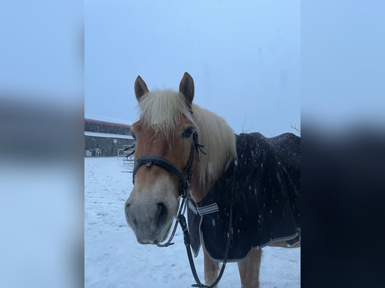 Haflinger Ruin 13 Jaar 155 cm Vos in Schildow