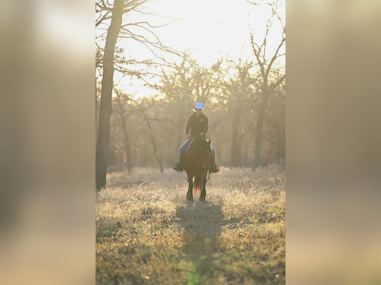 Haflinger Ruin 14 Jaar 142 cm Roodbruin in Weatherford