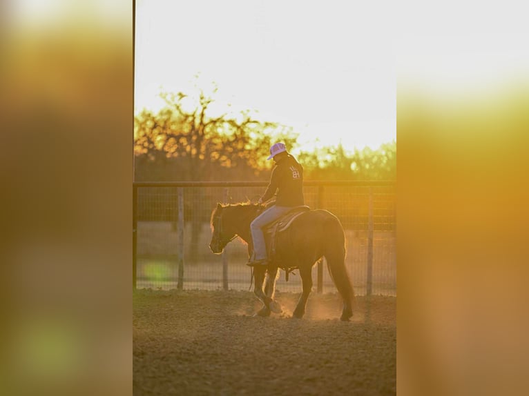 Haflinger Ruin 14 Jaar 142 cm Roodbruin in Weatherford
