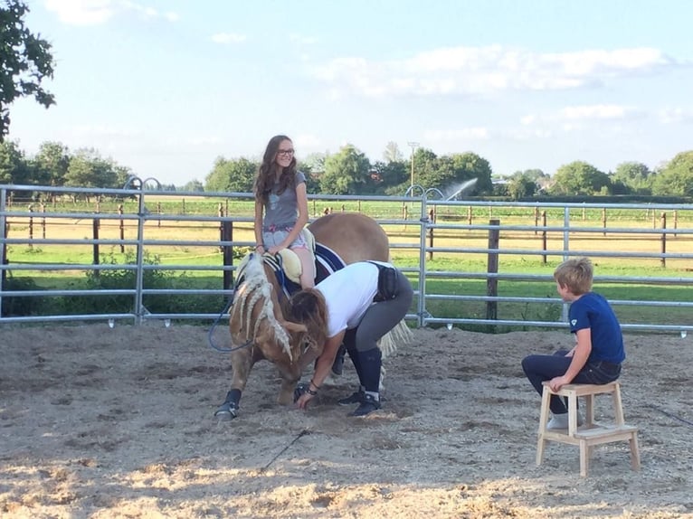 Haflinger Ruin 14 Jaar 146 cm Vos in Nettetal