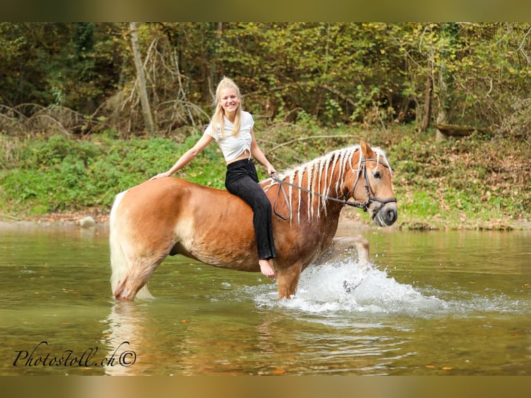 Haflinger Ruin 14 Jaar 146 cm Vos in Hügelsheim