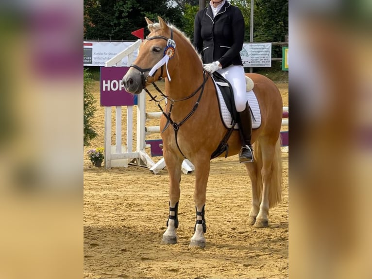 Haflinger Ruin 14 Jaar 148 cm in Velbert