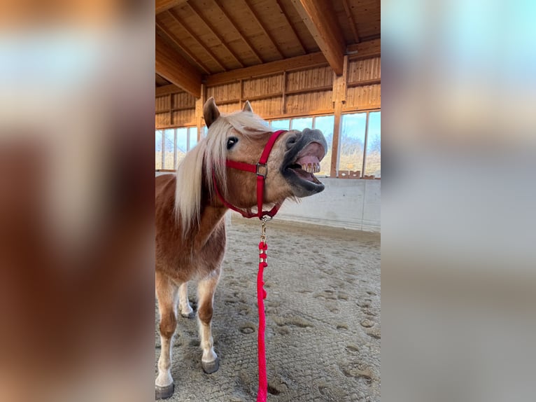 Haflinger Ruin 14 Jaar 150 cm Vos in Taufkirchen (Vils)