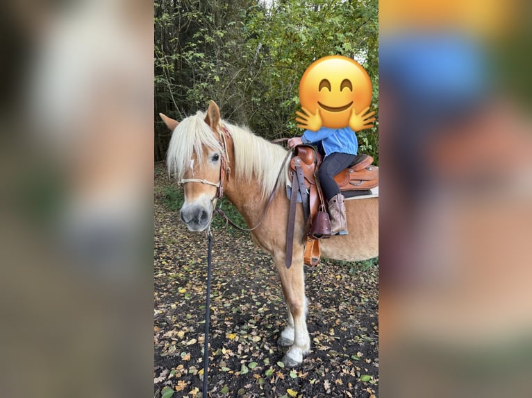 Haflinger Ruin 14 Jaar 150 cm Vos in Taufkirchen (Vils)
