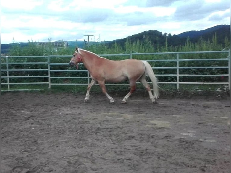 Haflinger Ruin 14 Jaar 150 cm in Buchenbach