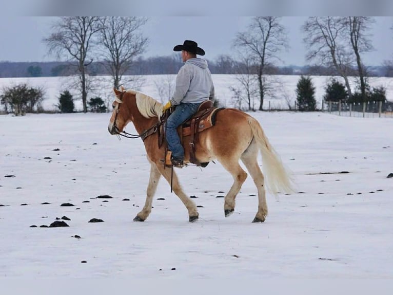 Haflinger Ruin 14 Jaar 152 cm Roodvos in Rineyville
