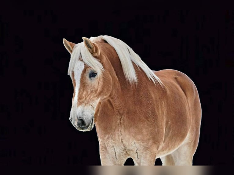 Haflinger Ruin 14 Jaar 152 cm Roodvos in Rineyville