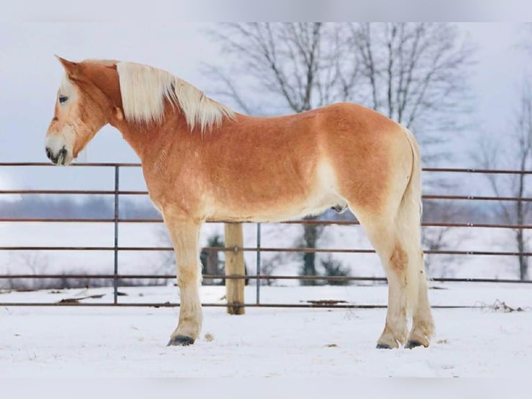 Haflinger Ruin 14 Jaar 152 cm Roodvos in Rineyville