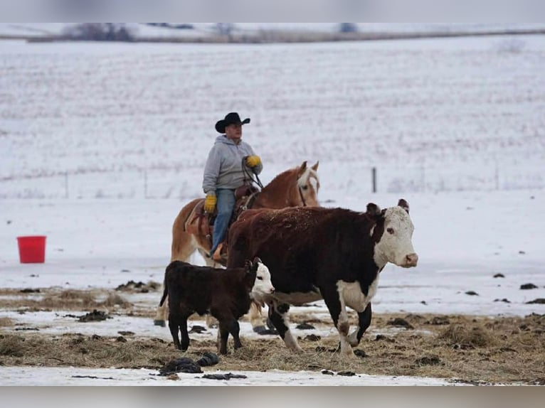 Haflinger Ruin 14 Jaar 152 cm Roodvos in Rineyville
