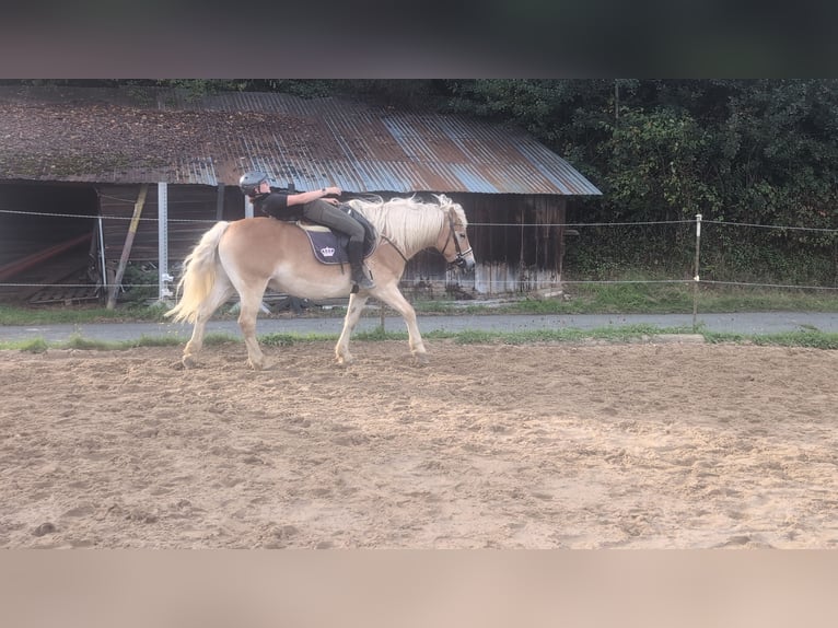 Haflinger Ruin 14 Jaar 152 cm Vos in Morsbach