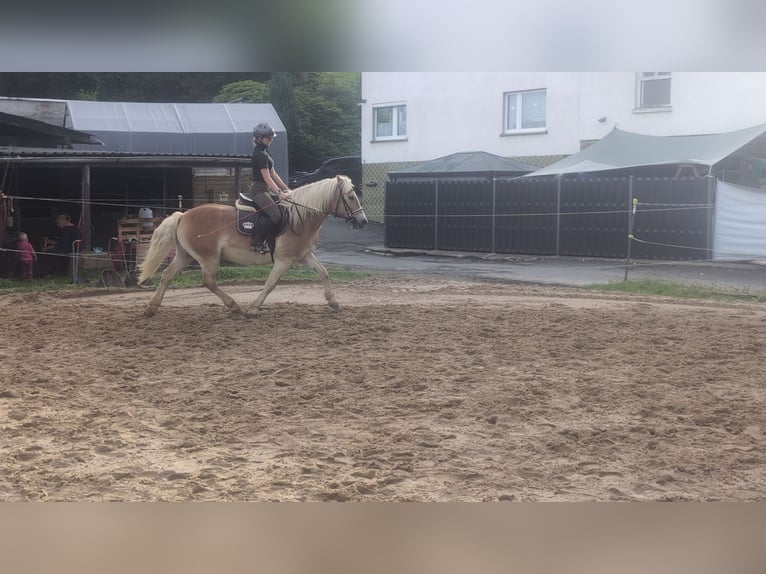Haflinger Ruin 14 Jaar 152 cm Vos in Morsbach