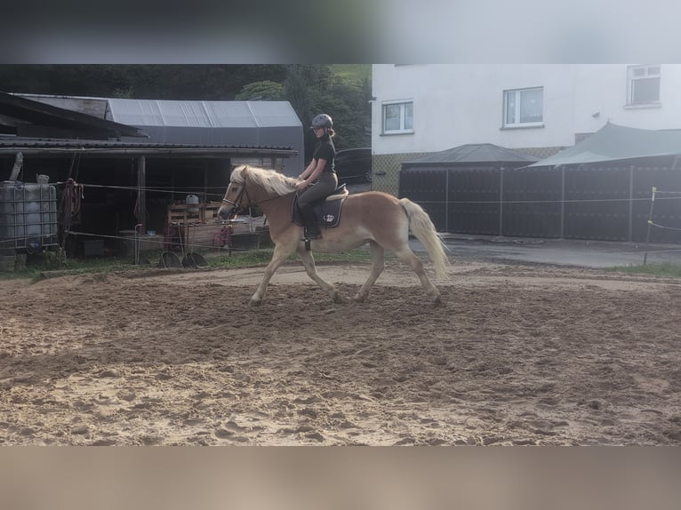 Haflinger Ruin 14 Jaar 152 cm Vos in Morsbach