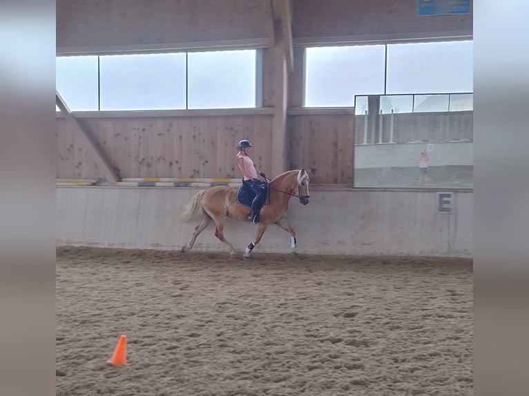 Haflinger Ruin 14 Jaar 153 cm Vos in Berndorf bei Salzburg