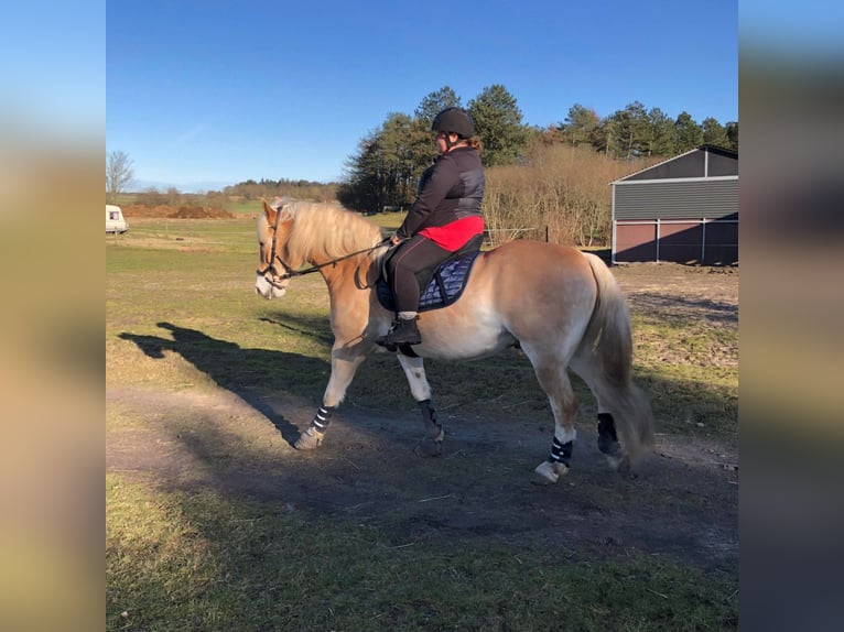 Haflinger Ruin 14 Jaar 154 cm  in Allingåbro