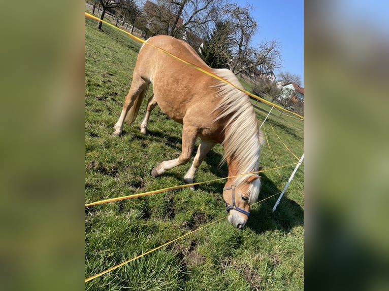 Haflinger Ruin 14 Jaar  in Gaildorf