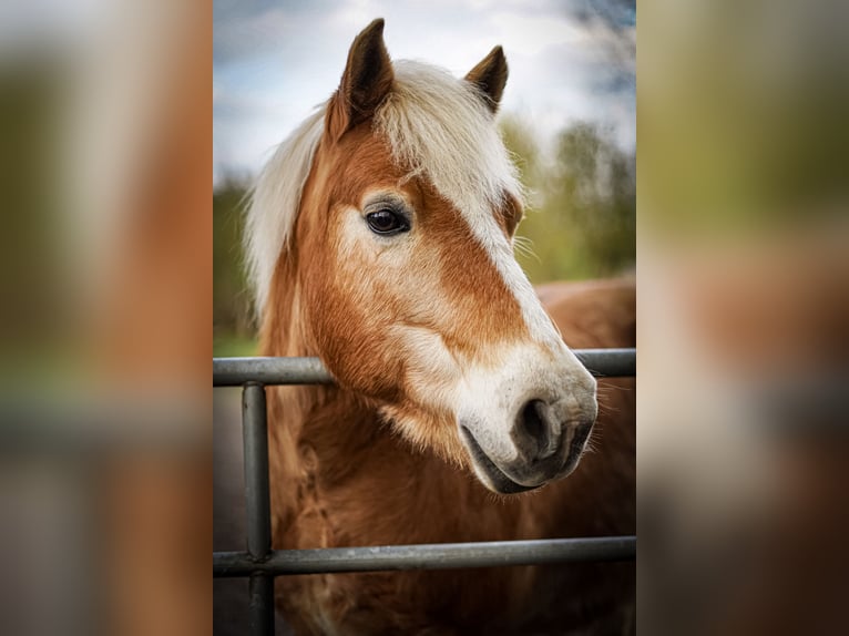 Haflinger Ruin 15 Jaar 136 cm Lichtbruin in Sassen-Trantow